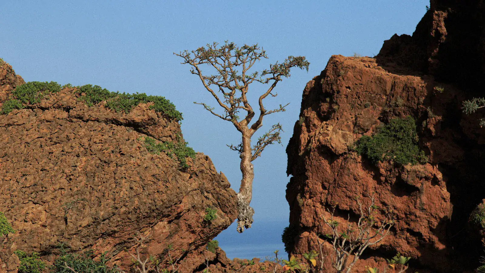 A lone frankincense tree with a pale, twisted trunk and a thin crown of small leaves grows out of the edge of a red rock ledge on Socotra, framed by two weathered cliffs, with a strip of sea and a clear sky behind it