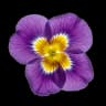 Iris, a powdery floral heart note in the Fragnatique notes pyramid