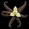 Vanilla, a sweet gourmand base note in the Fragnatique notes pyramid