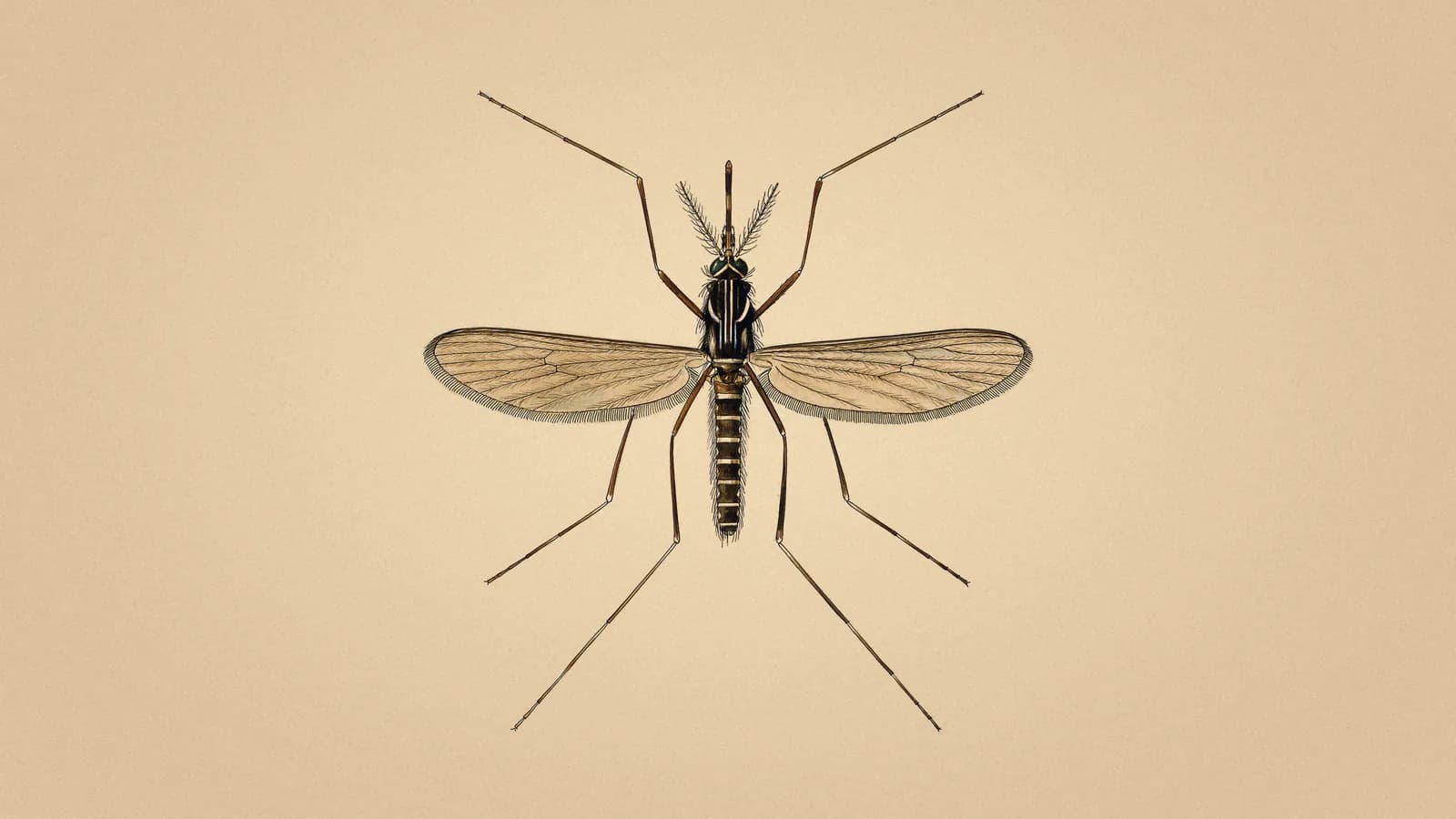 A.J.E. Terzi's pen, ink and watercolor drawing of a yellow fever mosquito, Aedes aegypti, seen from above with its wings spread, on a pale parchment background