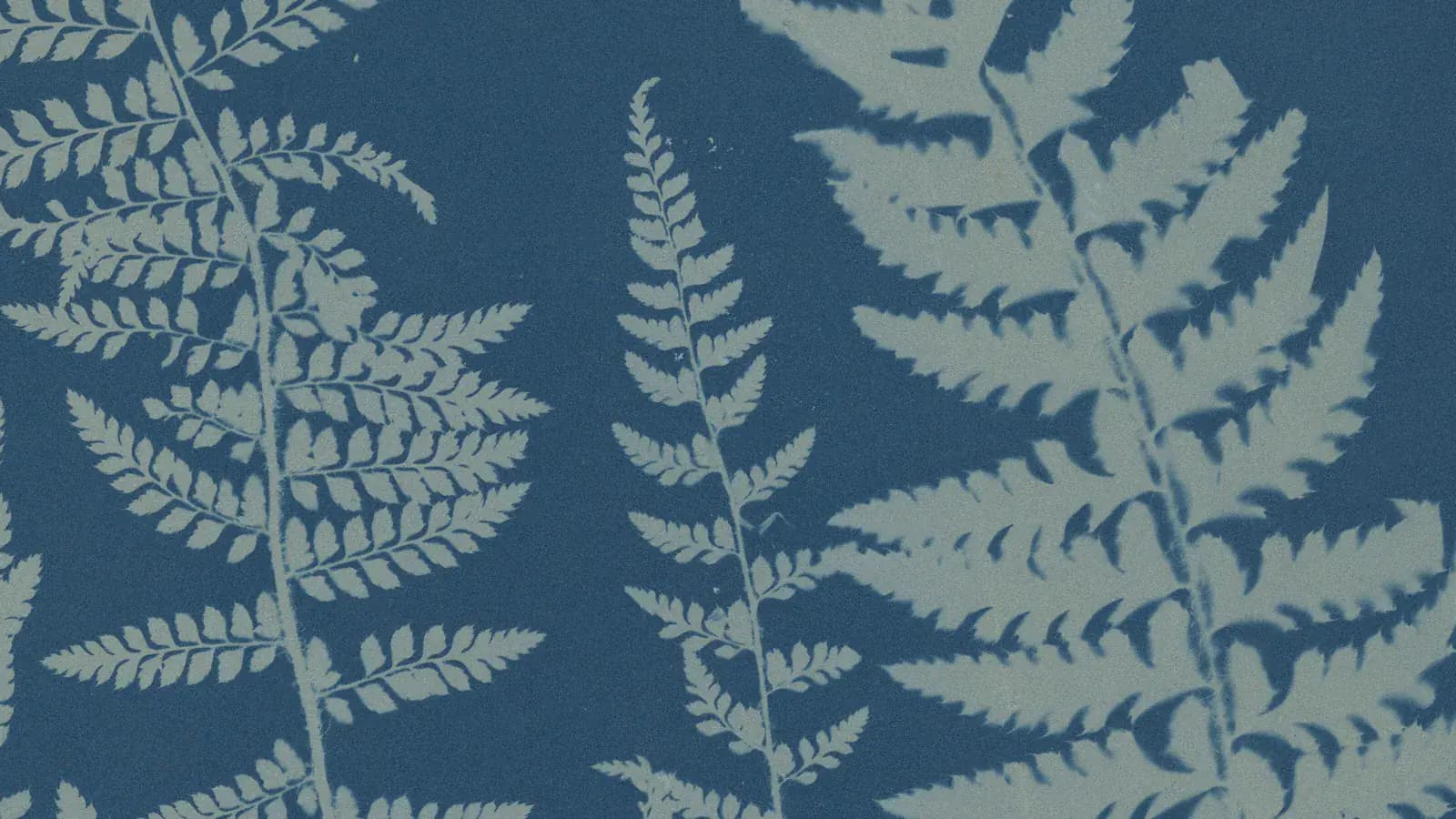 Pale fern fronds printed on deep Prussian blue: a detail of Anna Atkins's cyanotype Ferns. Specimen of Cyanotype, made in the 1840s by laying real fronds on light-sensitive paper
