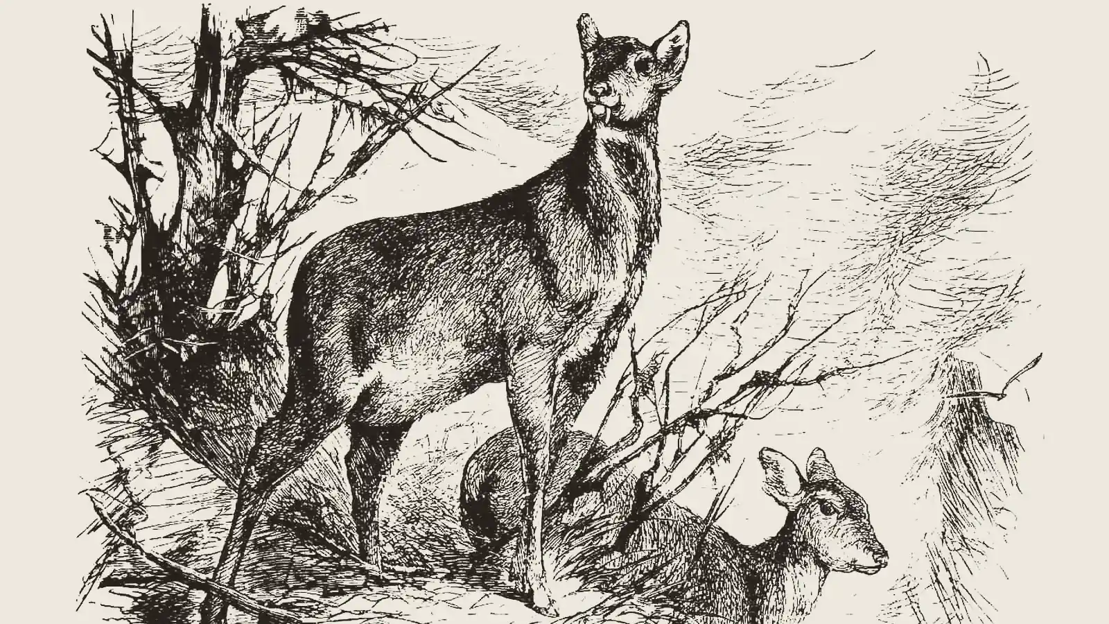 An engraving after a drawing by Richard Friese: two musk deer among bare branches, one standing with a tusk showing, the other lying down