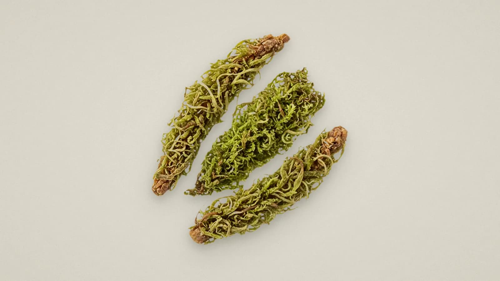 Our oak moss photo: three lichen-covered twigs on a pale stone ground