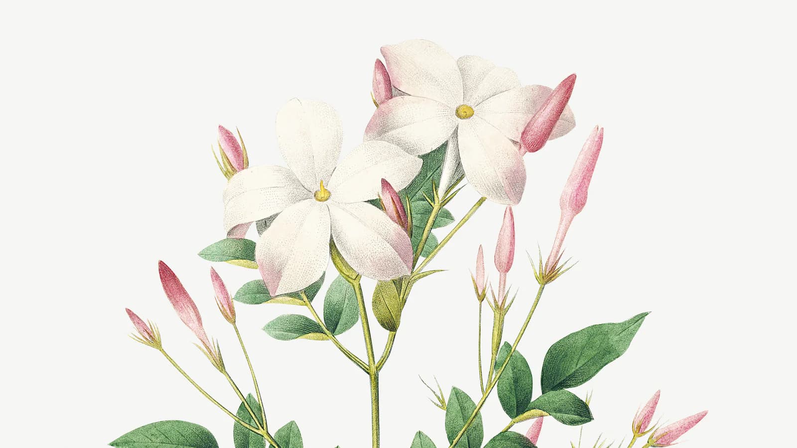 A hand-colored Redouté engraving of Spanish jasmine: two white flowers among pink buds and green leaves