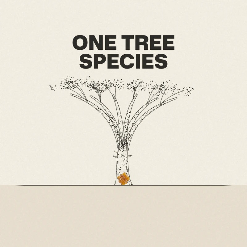 A frame from our Eau Facts video: a drawn frankincense tree with a thin crown and a drop of amber resin on its trunk, under the words One tree species