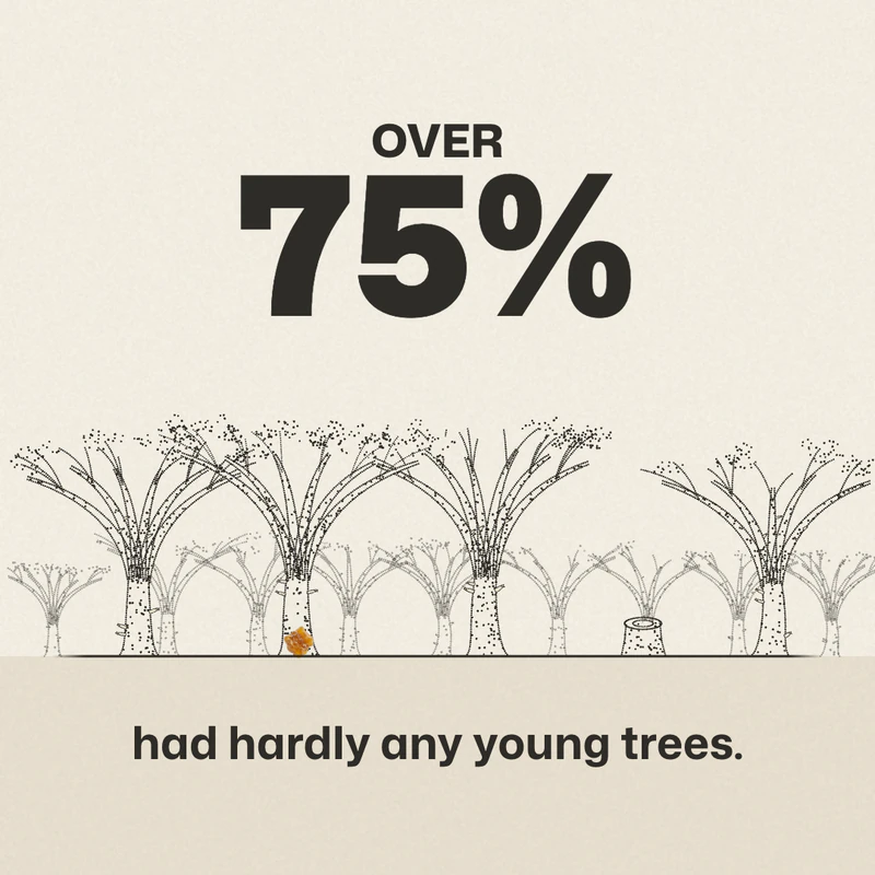 A frame from our Eau Facts video: a drawn row of old frankincense trees and a stump on bare ground, under the words Over 75%, with the caption had hardly any young trees