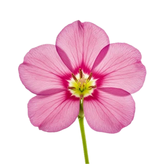 African Freesia