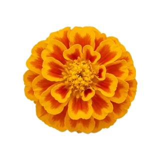 African Marigold
