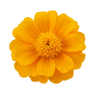 African Orange Flower