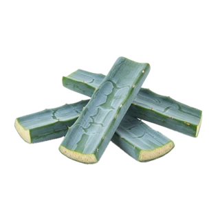 Agave