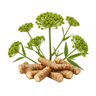 Agnelica