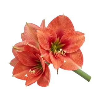 Amarilis