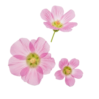 Ambrette (musk Mallow)