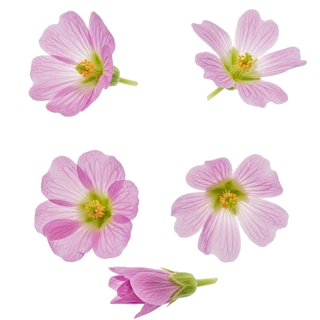Ambrette (musk Mallow) Seeds