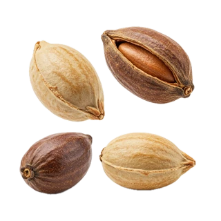 Ambrette Seed