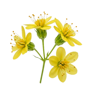 Angelica