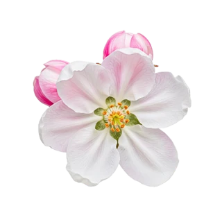 Apple Blossom