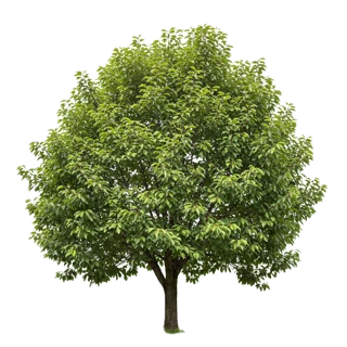 Apple Tree