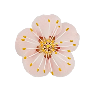 Appricot Blossom