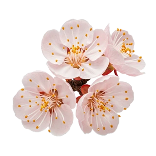 Apricot Blossom