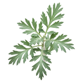 Artemisia