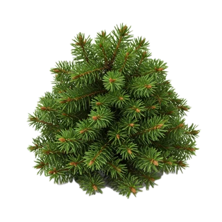 Balsam Fir