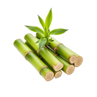 Bamboo