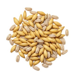 Barley