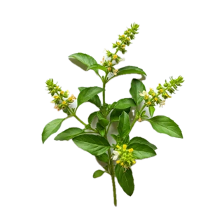 Basil