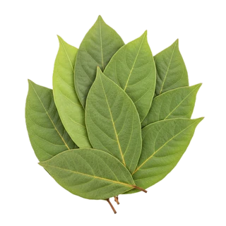 Bay Leaf