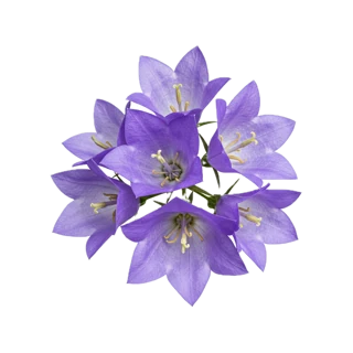 Bellflower