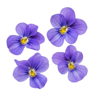 Candied Violet fragrance note