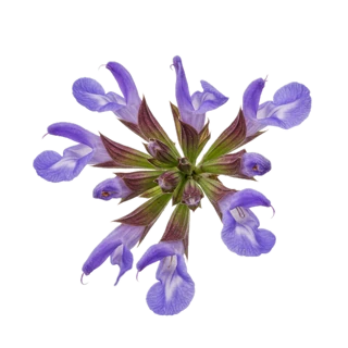 Clary Sage fragrance note