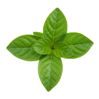 Davana fragrance note