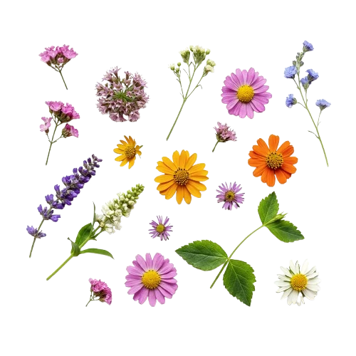 Floral Notes fragrance note