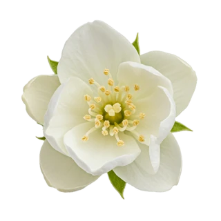 Jasmine
