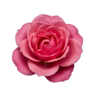 Our photo for the May rose note: a single pink rose in full bloom
