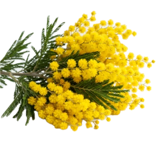 Our mimosa note photo: a sprig of yellow pom-pom flowers with feathery green leaves