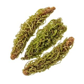 Oakmoss