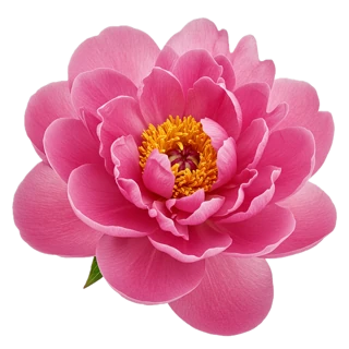Peony, one of the notes the paper lists for Bombshell (our note photo)