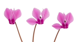 Our note photo of three pink cyclamen flowers on slender stems