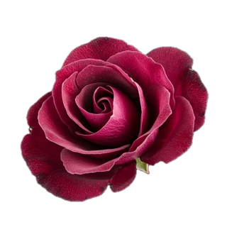 Our note photo of a single deep red rose in full bloom