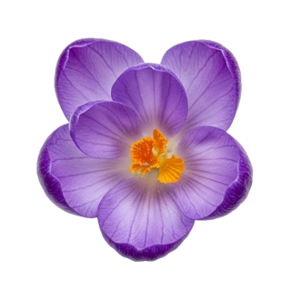 Saffron